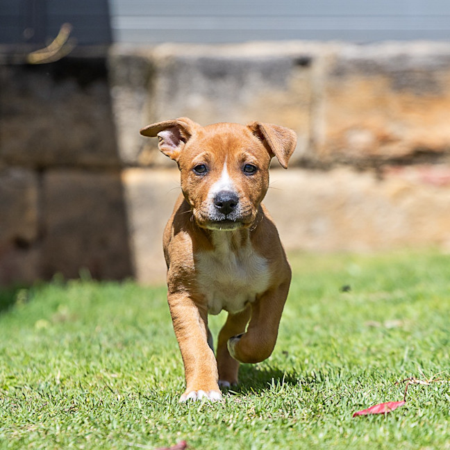 Photo of Biscuit