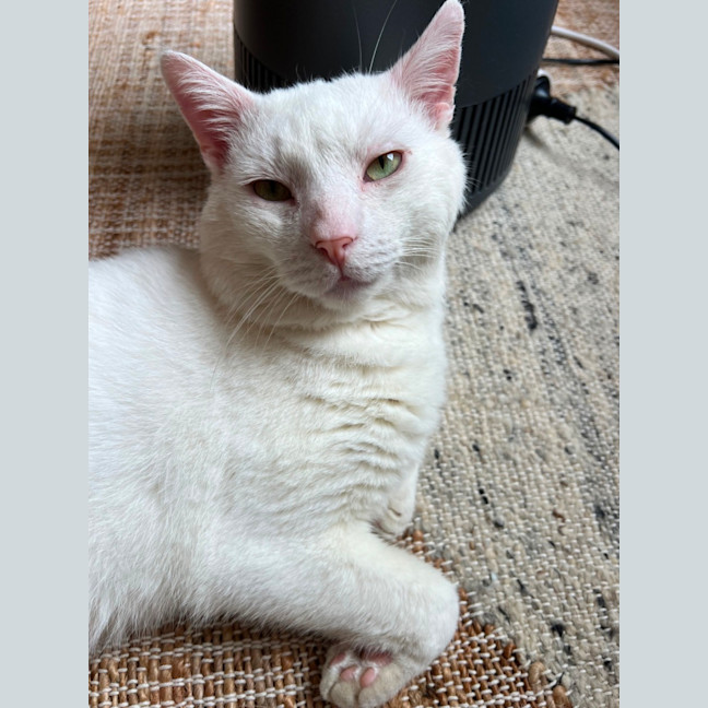Photo of Falkor
