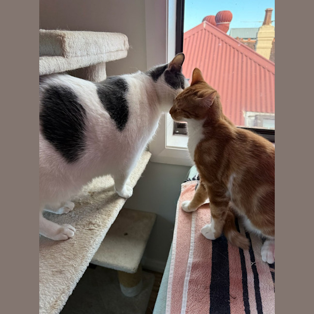 Photo of Cheeto