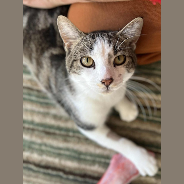 Photo of Fred   In Foster Care In Northcote