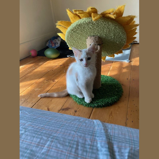 Photo of Pachycephalosaurus