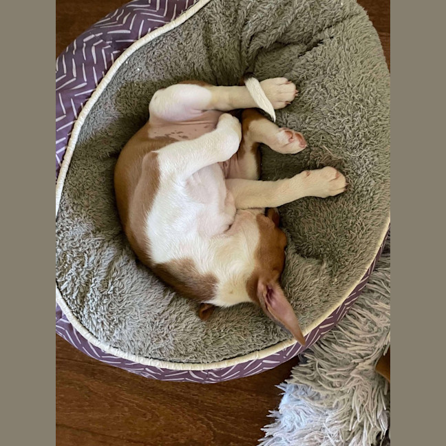 Photo of Piper