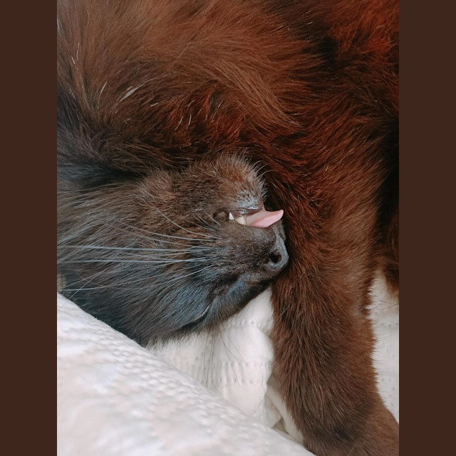 Photo of Sammy