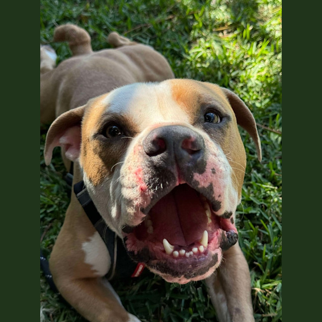 Photo of Scooby   2 Year Old American Bulldog