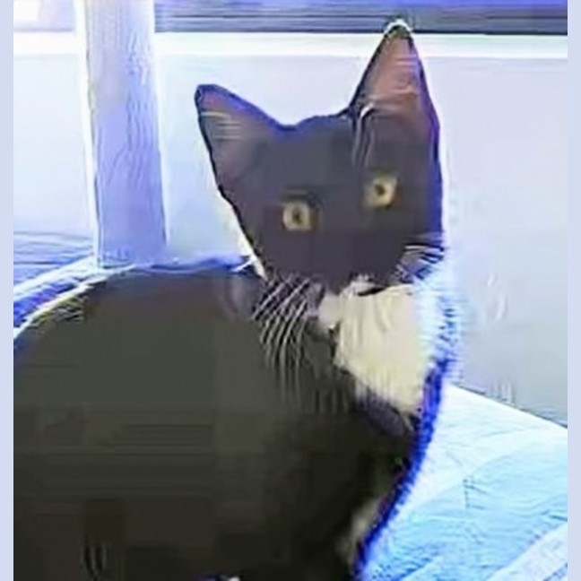 Photo of Sybil