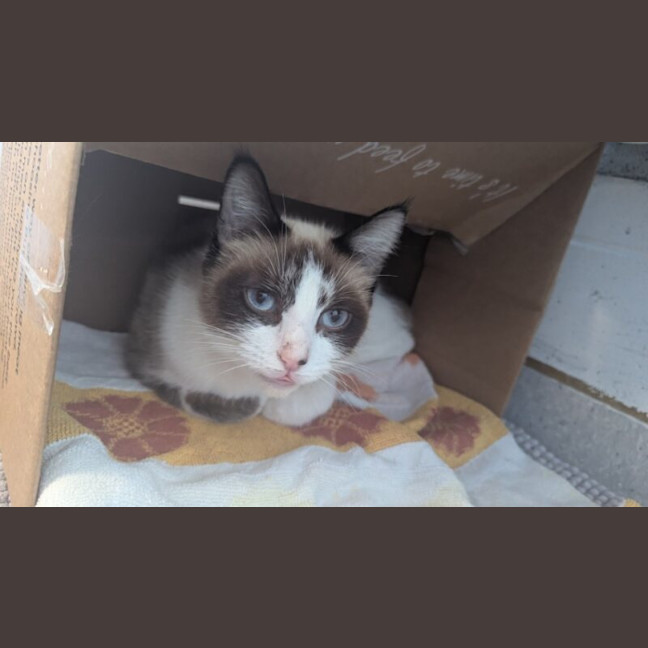 Photo of Bandit
