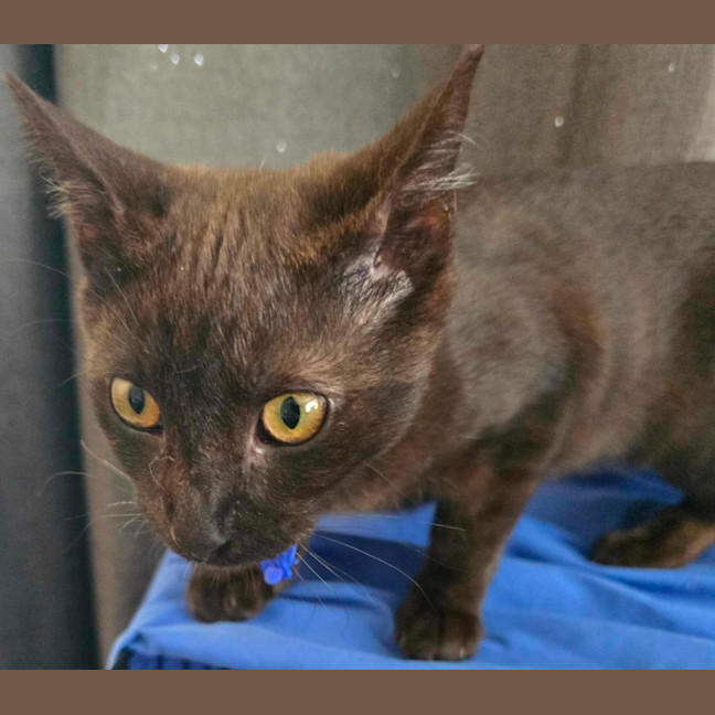 Photo of Buzz   6 Month Old Domestic Shorthair