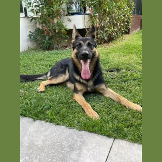 Photo of Yide   18 Month Old German Shepherd
