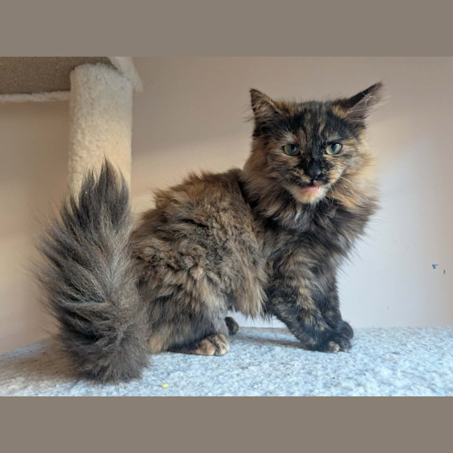 Photo of Bella
