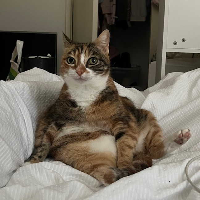 Photo of Mumma Cat