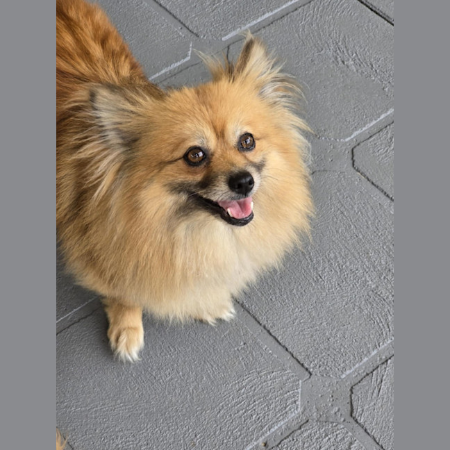 Photo of Coco