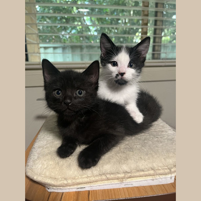 Photo of Felix And Dottie