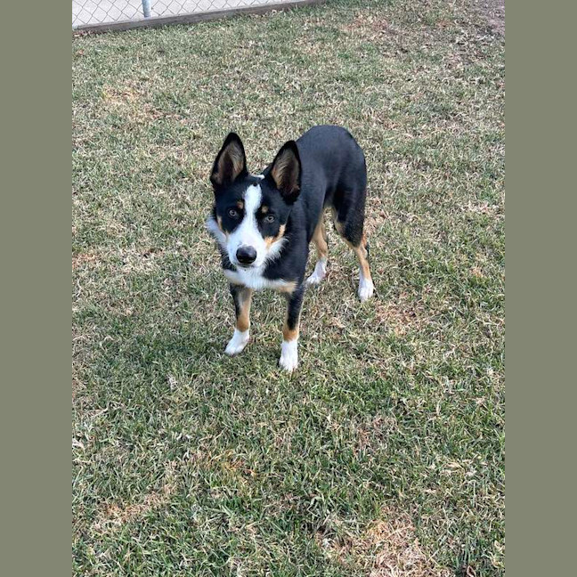 Photo of Rex