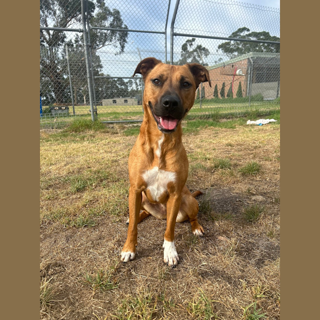 Photo of Nova