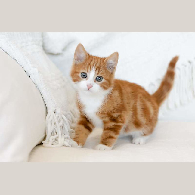 Photo of Fig
