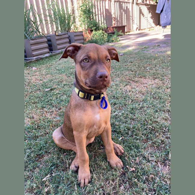 Photo of Ruby   11 Week Old Staffy X (On Trial)