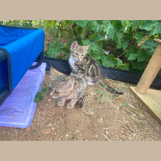 Photo of Butterscotch 