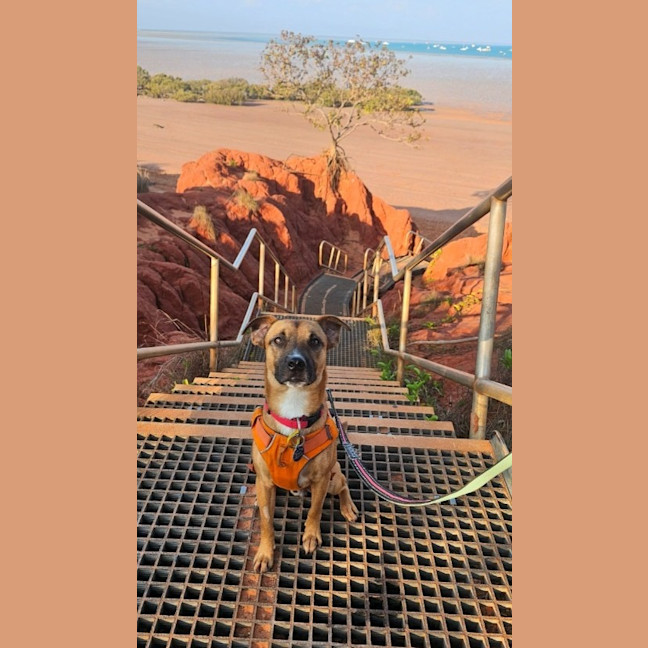 Photo of Bandit