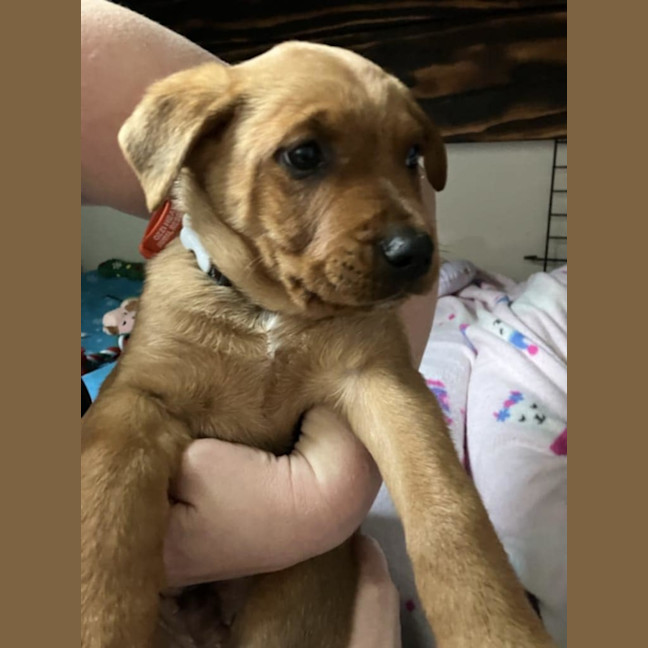 Photo of Puppies 💜