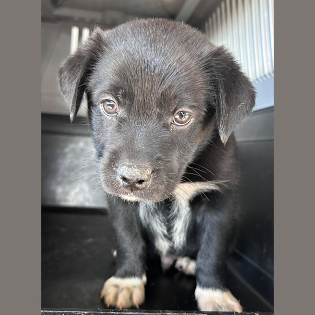 Photo of The Hawaiian Boys!