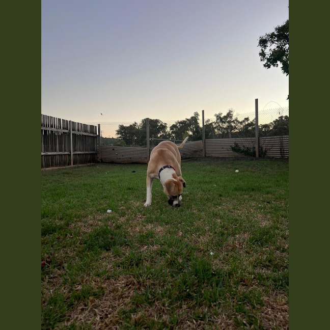 Photo of Rex