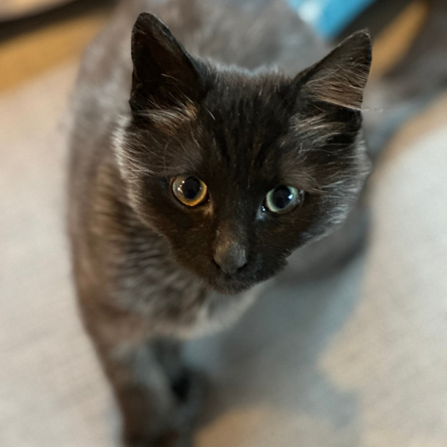 Photo of Midnight