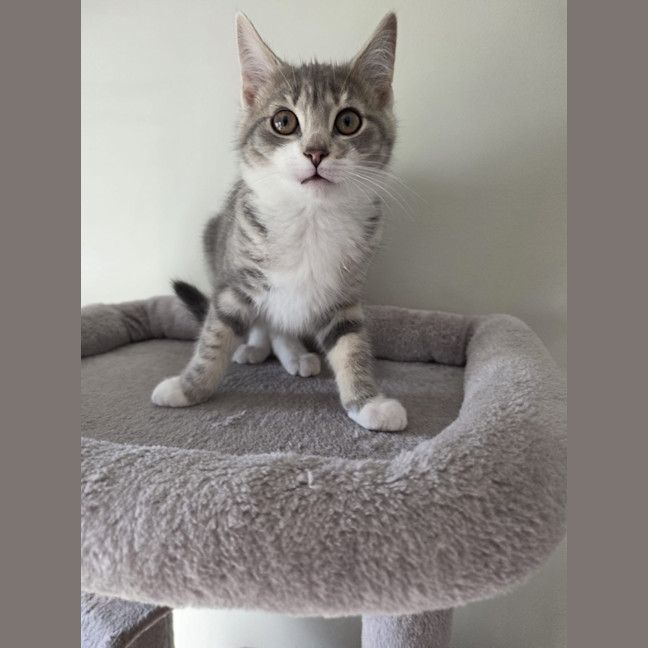 Photo of Paprika
