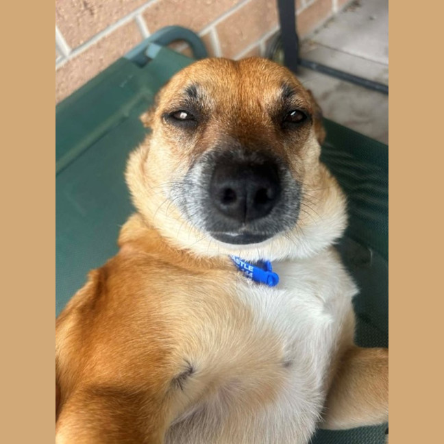 Photo of Remi   6 Year Old Jack Russell X, Girl