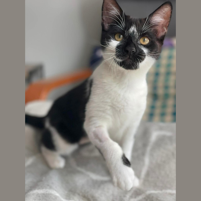 Photo of Pixel