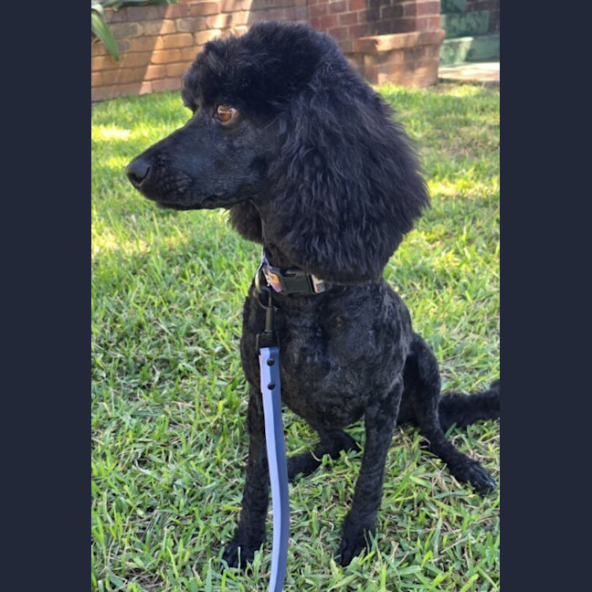 Photo of Cleo