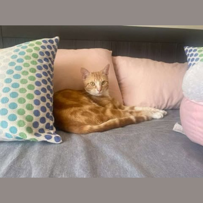 Photo of Buzz