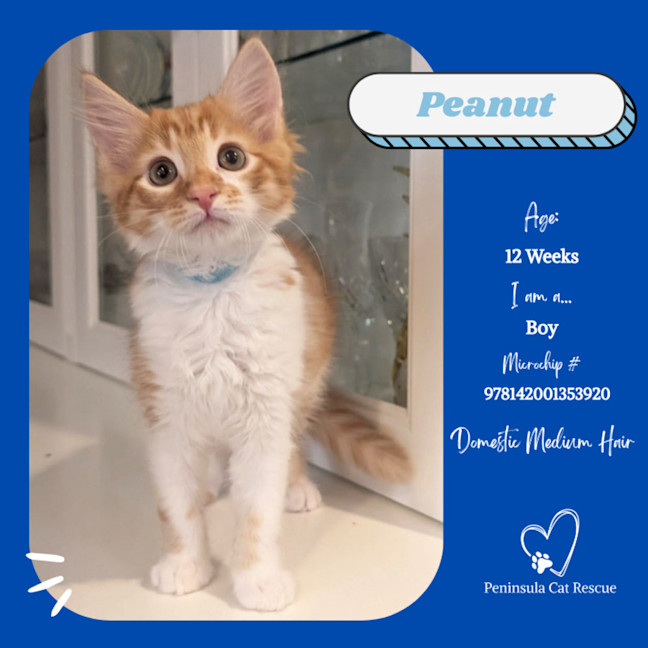 Photo of Peanut