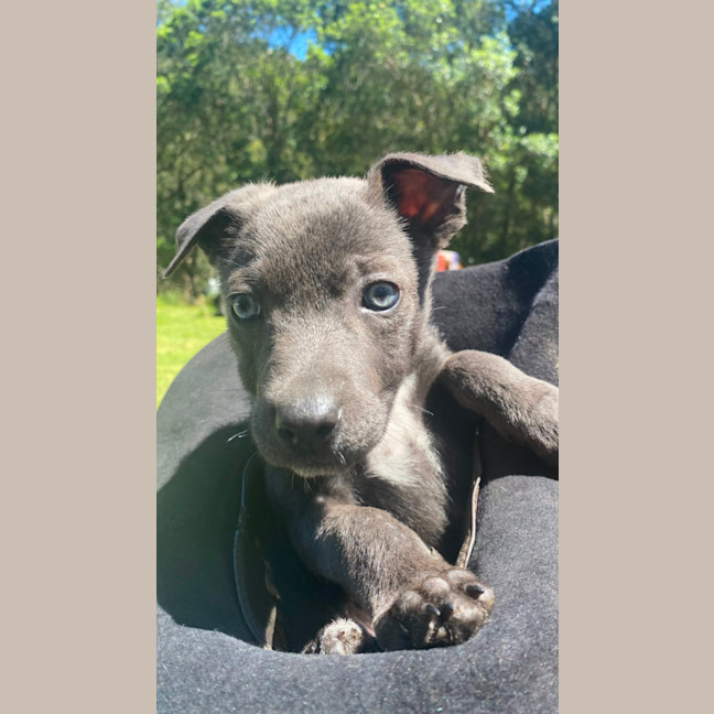 Photo of Max   1 Year Old Kelpie X