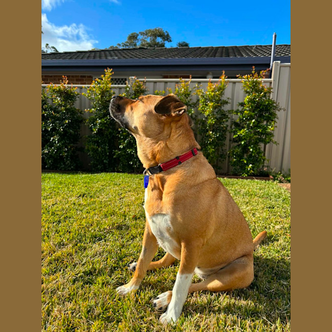 Photo of Brandi   3 Year Old Staffy X Shar Pei