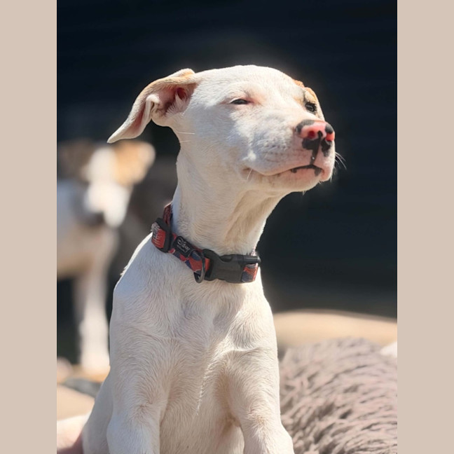 Photo of Chilli