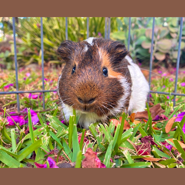 Photo of Sparrow