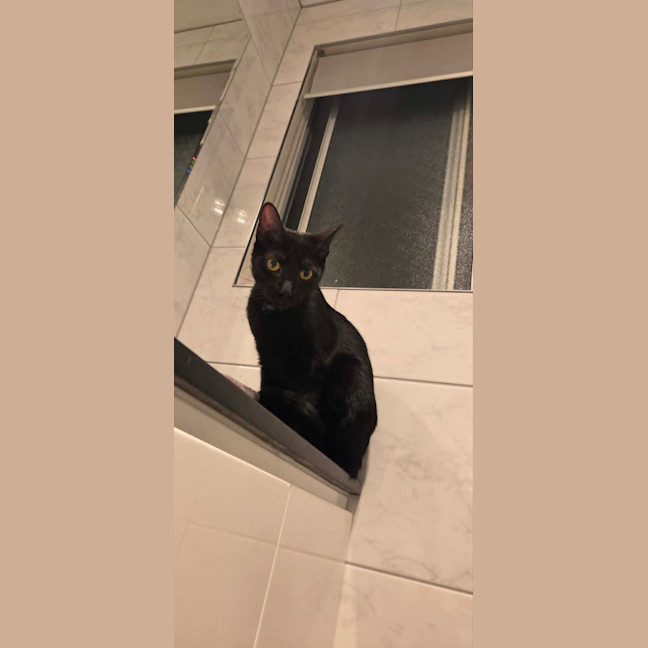 Photo of Purrcival