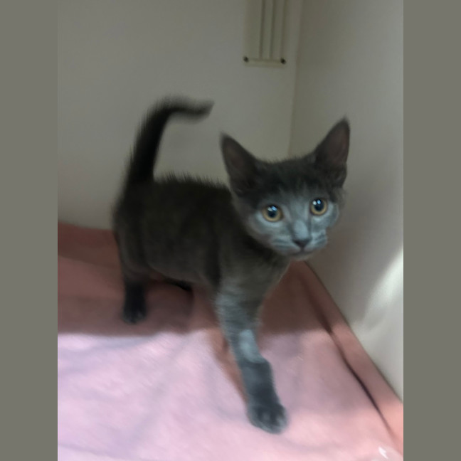 Photo of Percy