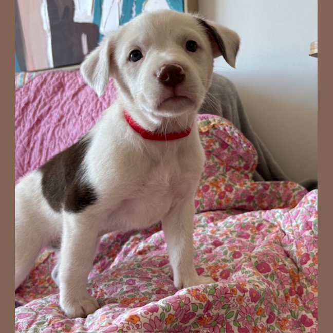 Photo of Cookie