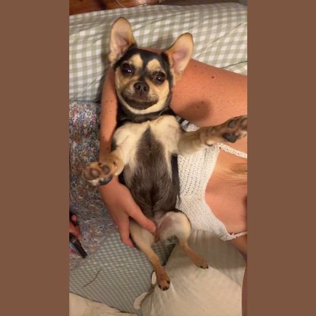 Photo of Bean   1 Year Old Chihuahua X