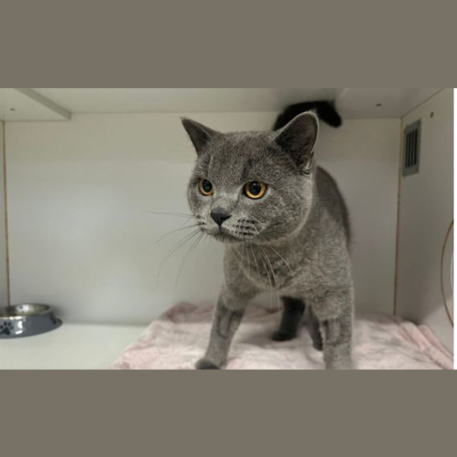 Photo of Karev