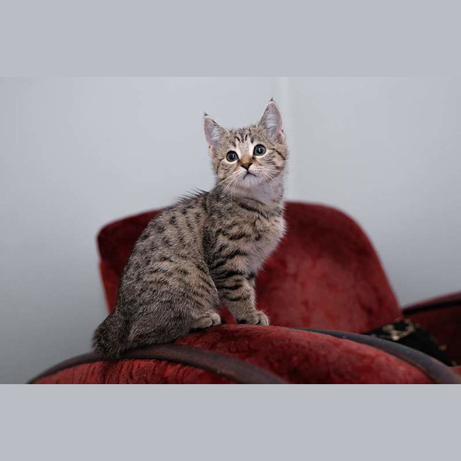 Photo of Loki