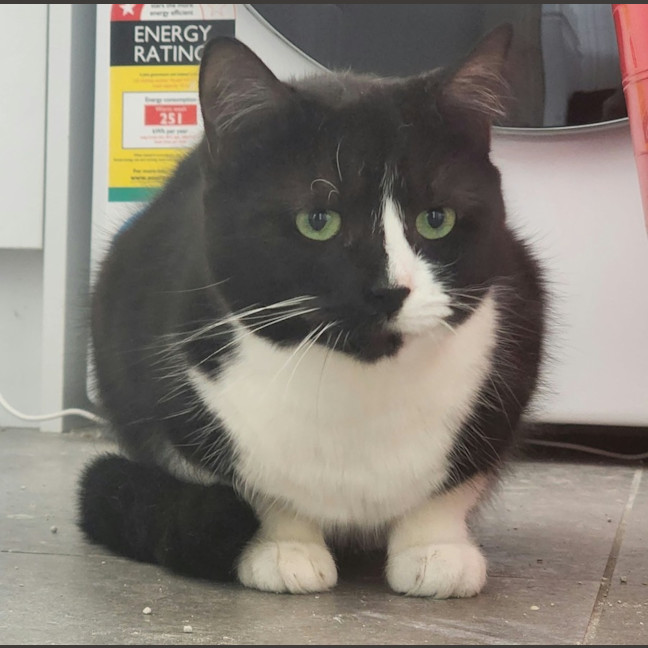 Photo of Dusty   In Foster Care In Ardeer