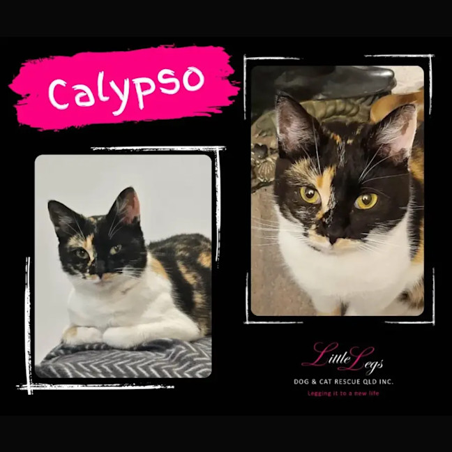 Photo of Calypso 