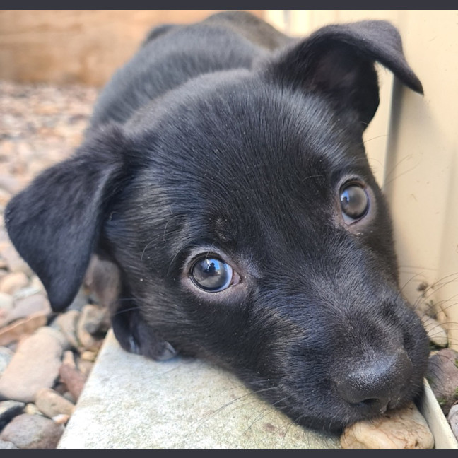Photo of Tess