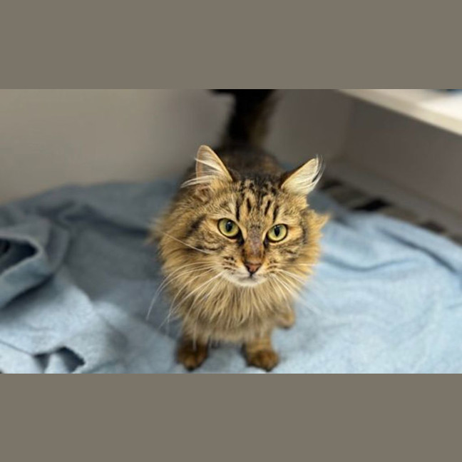 Photo of Cotton