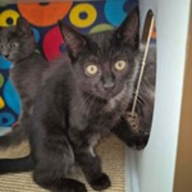 Photo of Guiseppina **2nd Chance Cat Rescue**
