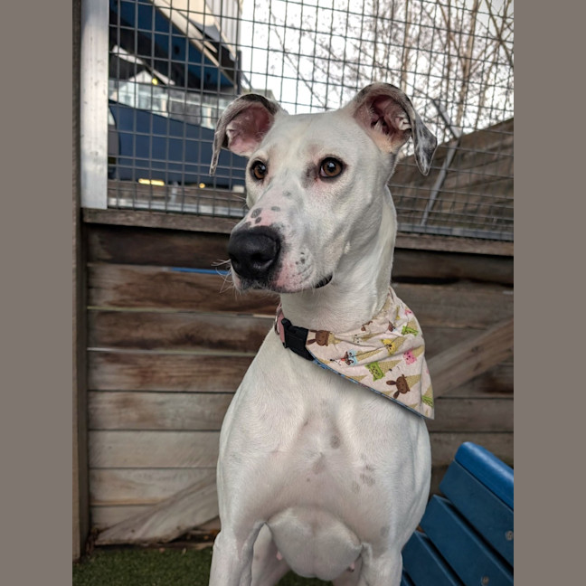 Photo of Gracie