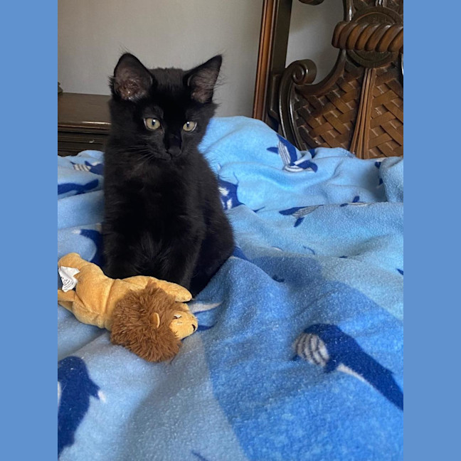 Photo of Simba & Apollo