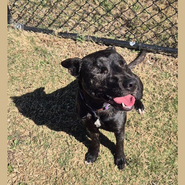 Photo of Miss Bambi (4286)